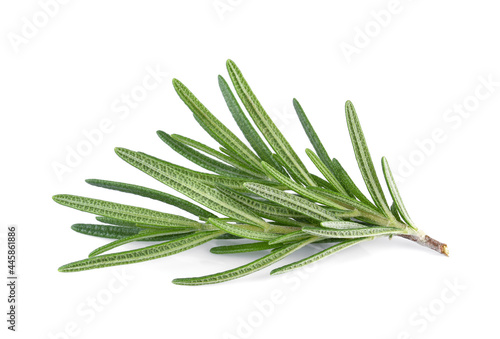 Rosemary isolated on white background