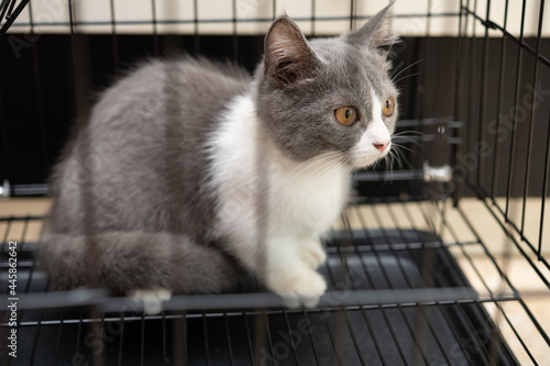 a young British shorthair cat in a cage