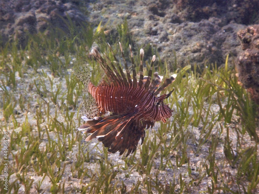 pterois volitans red lionfish zebrafish is a venomous coral reef fish in the family Scorpaenidae