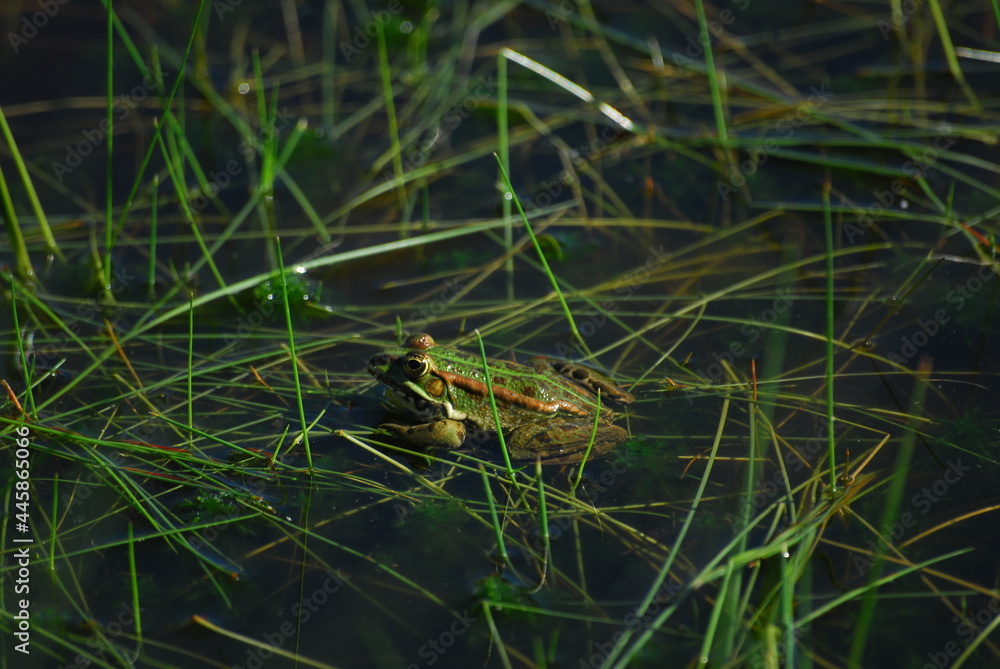 Fototapeta premium A frog is any member of a diverse and largely carnivorous group of short-bodied, tailless amphibians composing the order Anura .