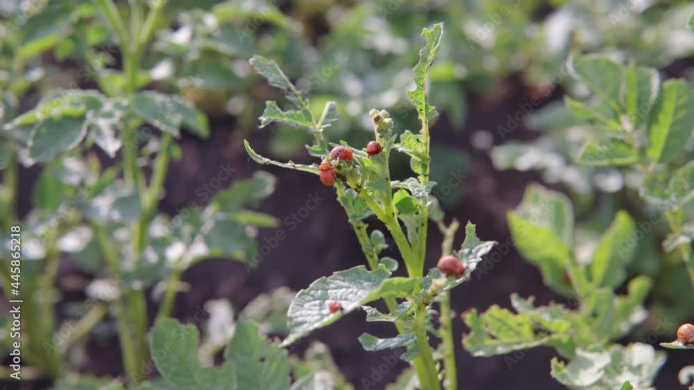 The larvae of the Colorado potato beetle eats young potato leaves. The larvae of the Colorado potato beetle eats young potato leaves.