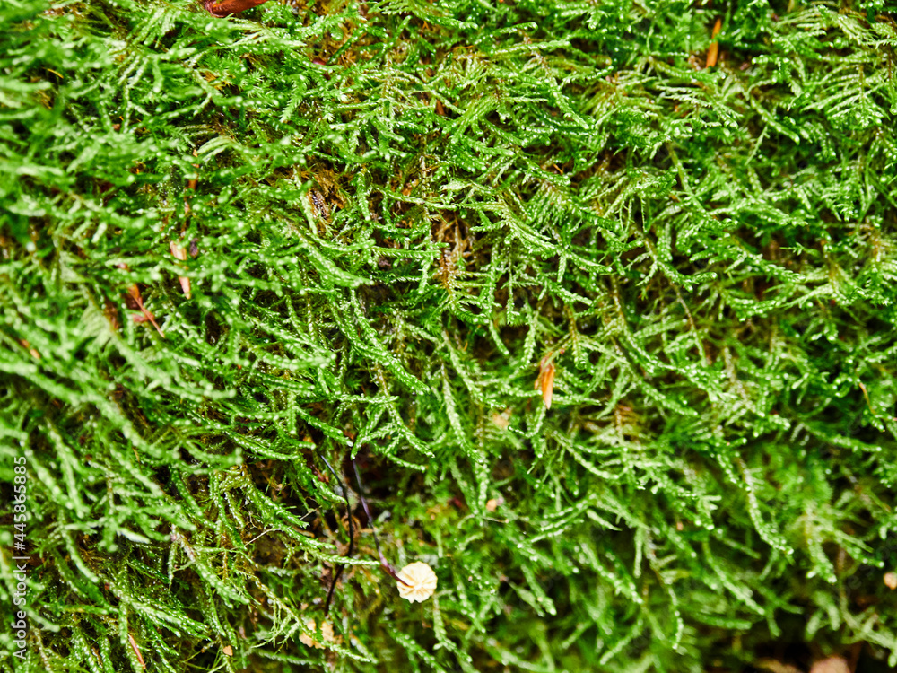 Parque natural de Vértiz-Bertiz en el corazón de Navarra