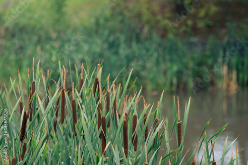 Green reeds bloom near a small river