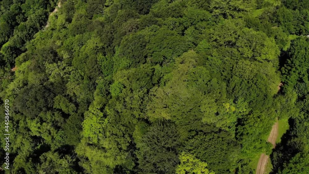 Top view of trees swaying in the wind in a dense summer forest. Green crowns of deciduous trees aerial view in windy weather Top view of trees swaying in the wind in a dense summer forest. Green crowns of deciduous trees aerial view in windy weather