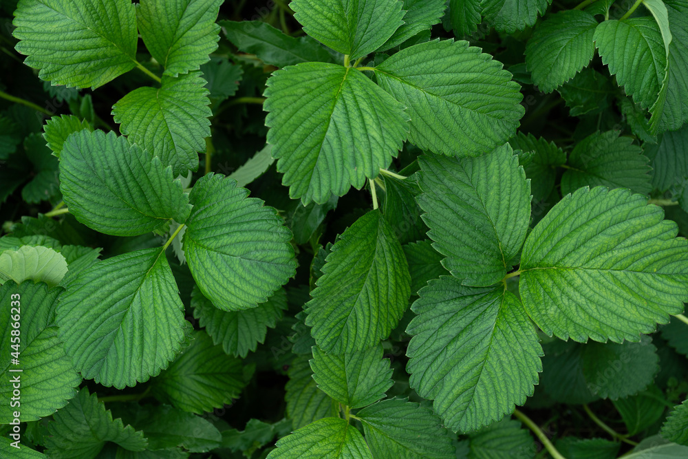 Green leaves of garden strawberry for background Wild strawberry leaves Green leaves of garden strawberry for background Wild strawberry leaves