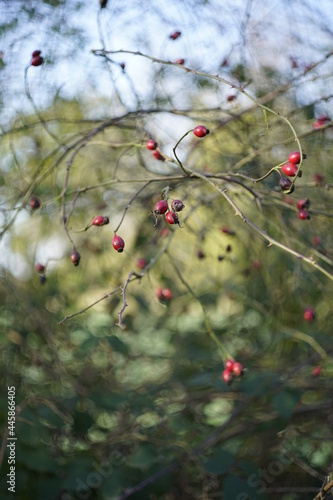 Rose hip close-up vintagelens bokeh background photo