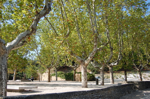 tree in the park