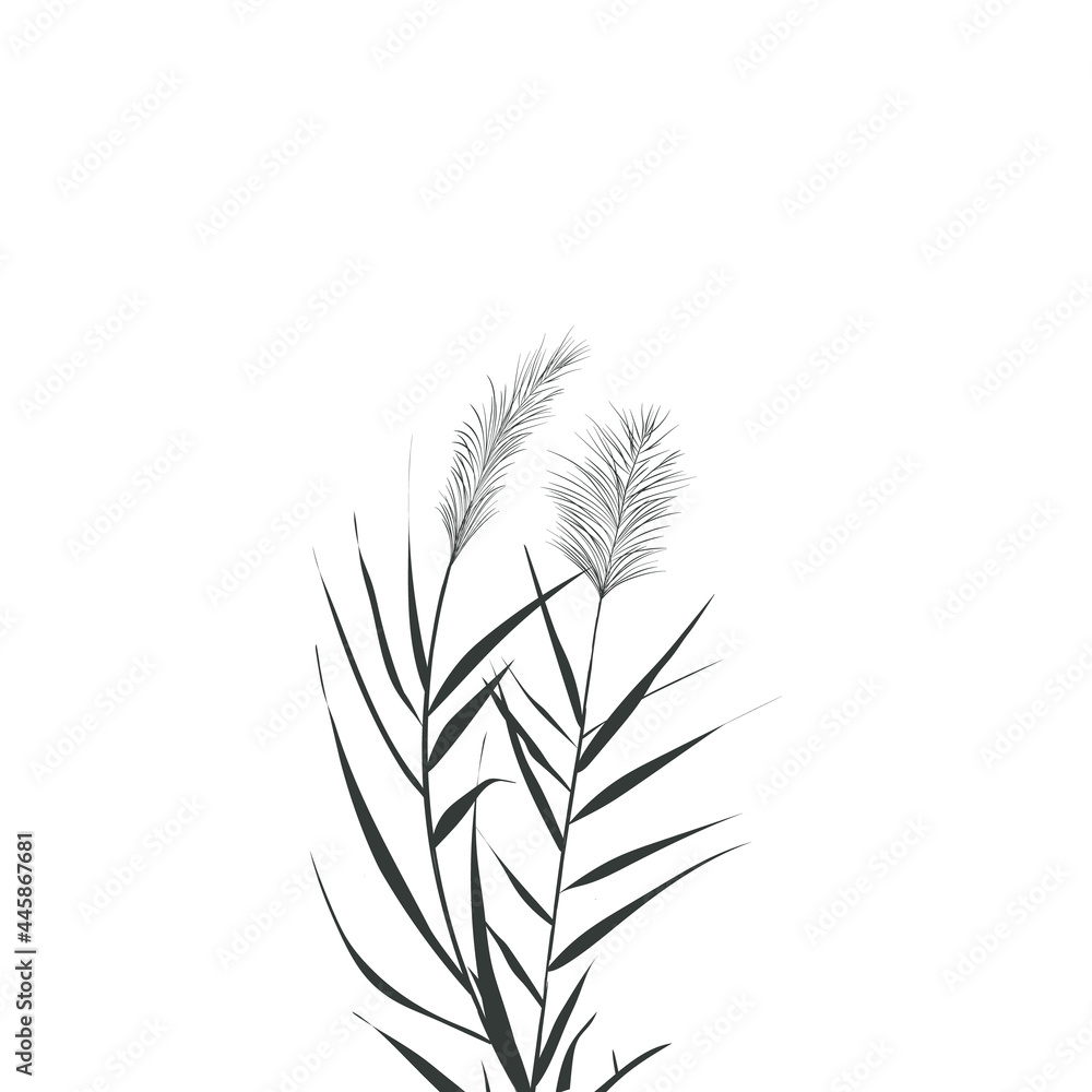 Fototapeta premium Illustration of black and white reeds.Cane silhouette on white background.