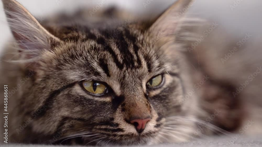 sleepy cat portrait, close up shot of a brindle tabby cat sleepy cat portrait, close up shot of a brindle tabby cat