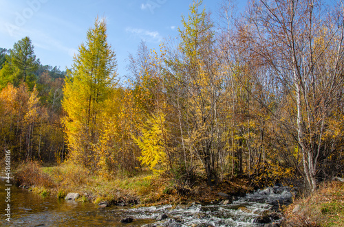 Autumn landscape. Stream  mixed forest  yellow leaves  blue sky.