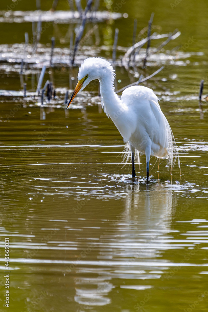 Naklejka premium Beautiful Egret