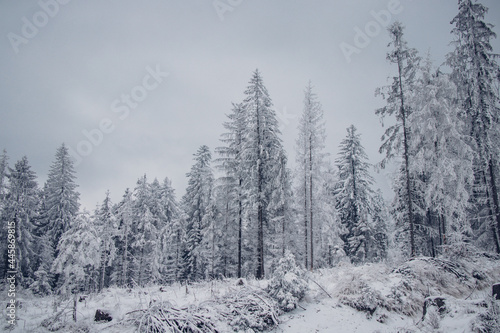 Alone pine tree in the middle of a meadow. A barren impenetrable wilderness covered with snow located in Beskydy, czech republic