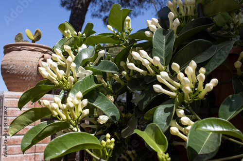 The one known as Madagascar jasmine is a beautiful climbing plant with white, fragrant and highly decorative flowers.