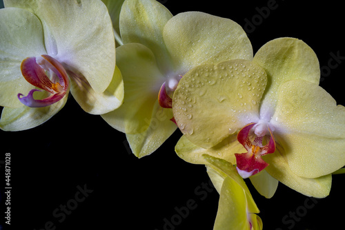 Close up of a yellow orchid with water droplets.