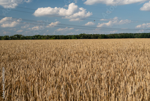 Golden wheat field against the background of the summer sky.