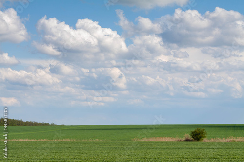 Lonely tree standing in a green field. Rural landscape for postcard and background.