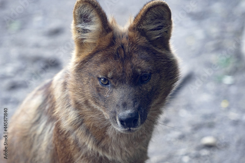 The dhole, Cuon alpinus, is an endangered species of an estimated 1,000 to 2,200 animals