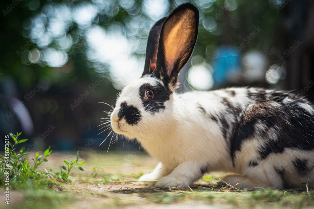 Fototapeta premium Small white and black rabbit eating green grass on the ground, domestic rabbit with big ears