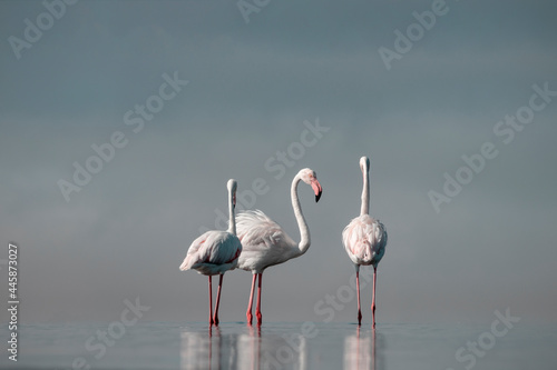 Wild african birds.  Flock of pink african flamingos  walking around the blue lagoon on the background of bright sky on a sunny day. © Yuliia Lakeienko