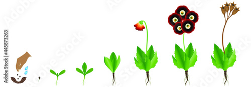 Cycle of growth of primula auricula plant on a white background.