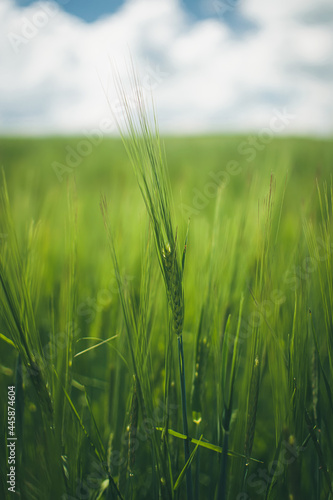 Green wheat spike on the background of a blurred wheat field