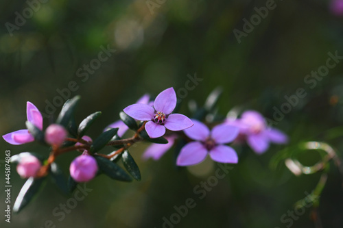 Wallpaper Mural Pink flowers of Australian native Boronia ledifolia, family Rutaceae. Growing in Sydney woodland, NSW, Australia. Also known as the Showy, Sydney or Ledum Boronia. Winter to spring flowering Torontodigital.ca