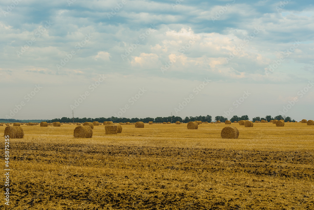 mid summer, field after wheat harvest
