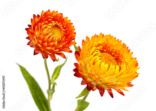 Photography Flowers of Xerochrysum bracteatum,  golden everlasting or strawflower, isolated