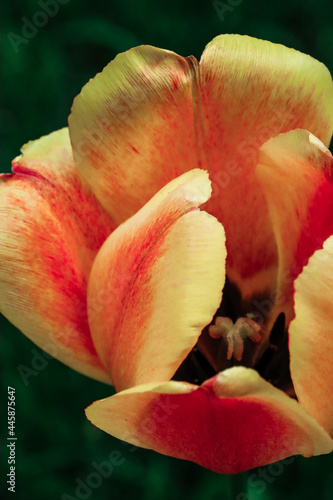 Tulpe Nahaufnahme Macro