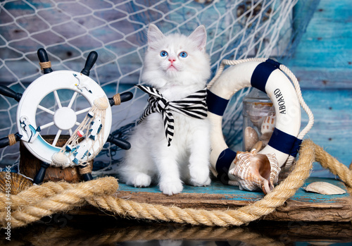 Kitten Sits next to the sea decor, breed regdoll
 photo