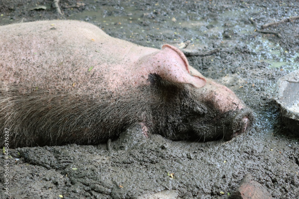pig in the mud pig in the mud