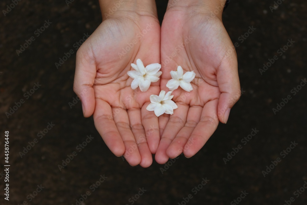 Female hand holding jasmine flower. Mother's day concept. Selectable focus. Female hand holding jasmine flower. Mother's day concept. Selectable focus.
