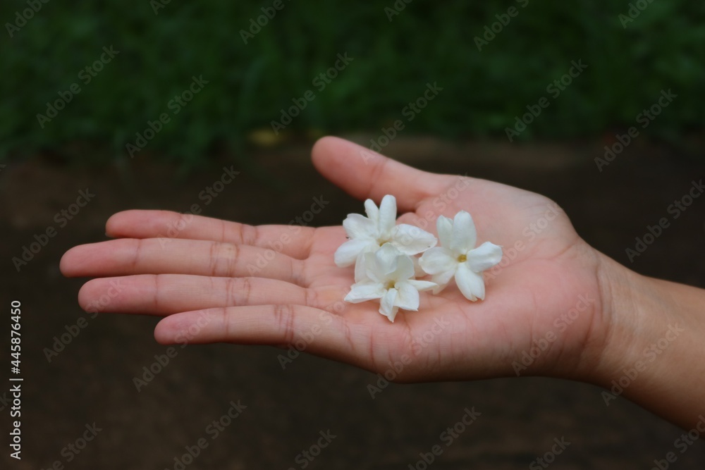 Female hand holding jasmine flower. Mother's day concept. Selectable focus. Female hand holding jasmine flower. Mother's day concept. Selectable focus.