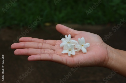 Female hand holding jasmine flower. Mother's day concept. Selectable focus.