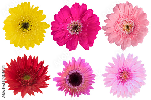 Multi-Color Gerbera Daisy as background picture.flower on clipping path.