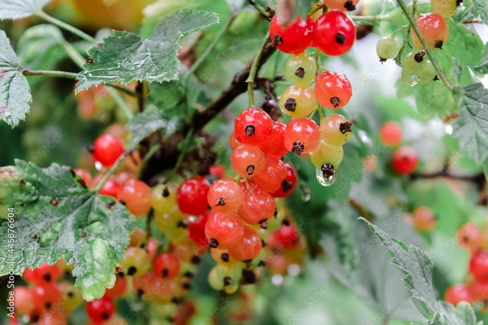 Obraz premium Red currant on a branch in the sun. Edible small fruit.