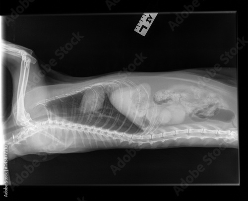 Radiograph of an old spayed female cat. Lateral view. A cat with suspected chronic renal (kidney) disease. A changed structure of the left kidney is visible.