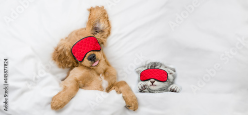 Funny English Cocker Spaniel puppy and tiny kitten wearing sleeping masks sleep together on a bed at home. Top down view