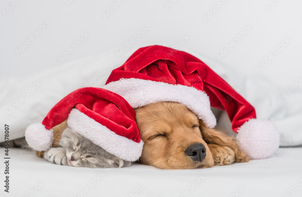 English Cocker Spaniel puppy hugs kitten under warm blanket on a bed at home. Pets wearing red santa hats sleep together English Cocker Spaniel puppy hugs kitten under warm blanket on a bed at home. Pets wearing red santa hats sleep together