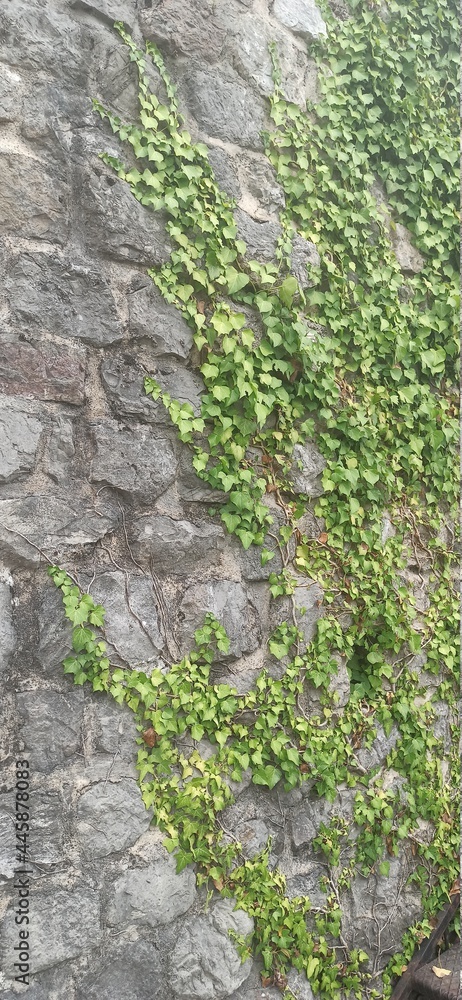 Obraz premium Castle stone wall texture, old house