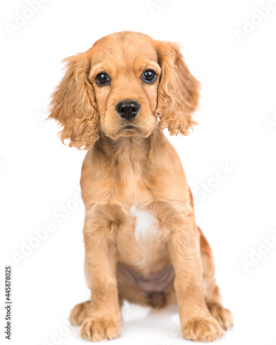 Portrait of English cocker spaniel puppy sitting in front view. isolated on white background