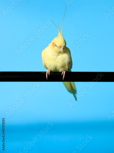 Cockatiel holding a branch in blue background