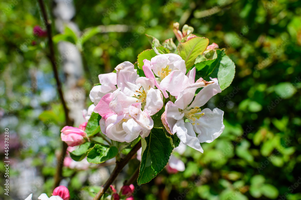 Close up of a branch with white apple tree flowers in full bloom with blurred background in a garden in a sunny spring day, beautiful Japanese cherry blossoms floral background, sakura. Close up of a branch with white apple tree flowers in full bloom with blurred background in a garden in a sunny spring day, beautiful Japanese cherry blossoms floral background, sakura.