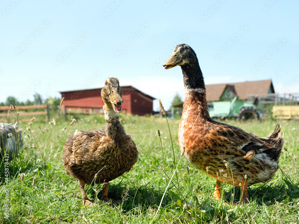 domestic ducks walk on green grass, countryside farm. animals, village life. domestic birds on poultry farm. sunny summer day domestic ducks walk on green grass, countryside farm. animals, village life. domestic birds on poultry farm. sunny summer day