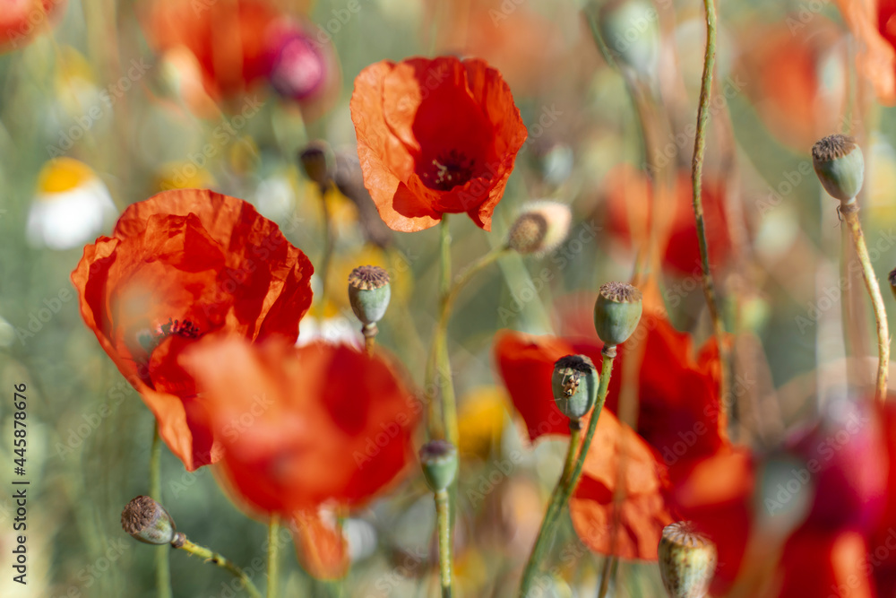 Fototapeta premium red poppies in a blooming field, close-up.