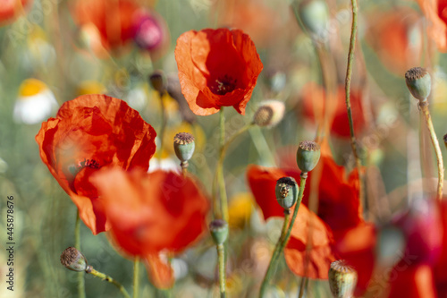 red poppies in a blooming field, close-up.