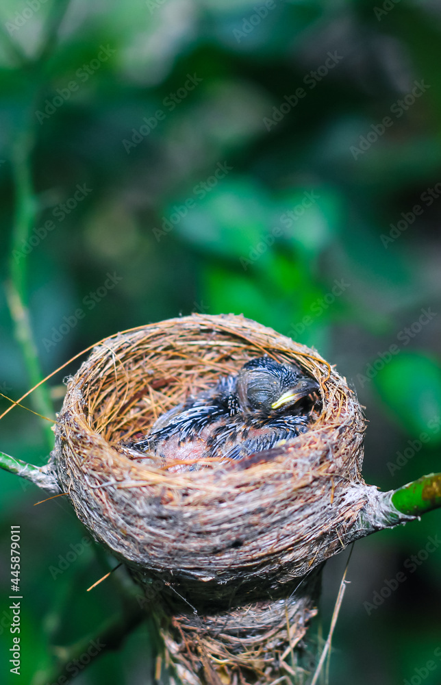 Newborn bird in the nest close up. A small little bird in the nest waits for mother. Baby bird close look. Living in a bird's nest made of grass.