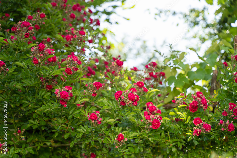 Climbing rose, small inflorescences, the period of the beginning of flowering, bright pink