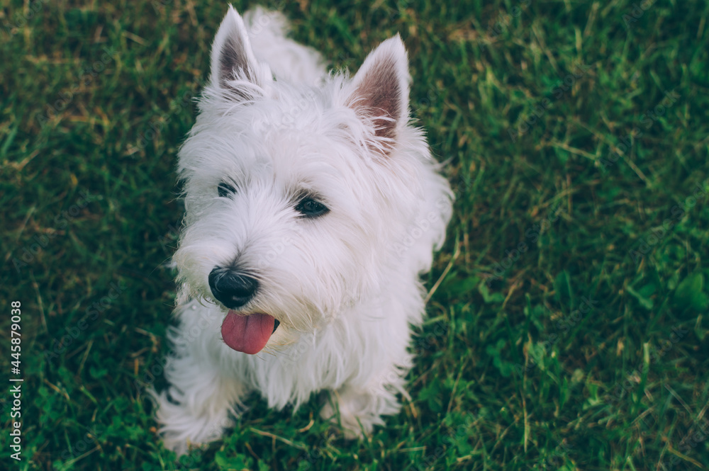 White little cute dog sitting in the park on the grass White little cute dog sitting in the park on the grass