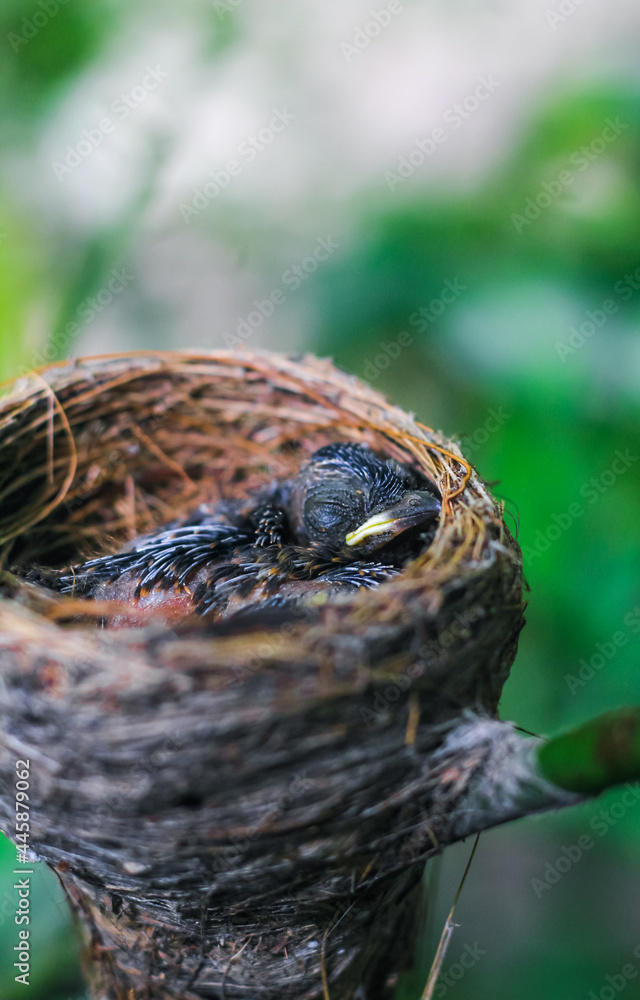 Newborn bird in the nest close up. A small little bird in the nest waits for mother. Baby bird close look. Living in a bird's nest made of grass. Newborn bird in the nest close up. A small little bird in the nest waits for mother. Baby bird close look. Living in a bird's nest made of grass.